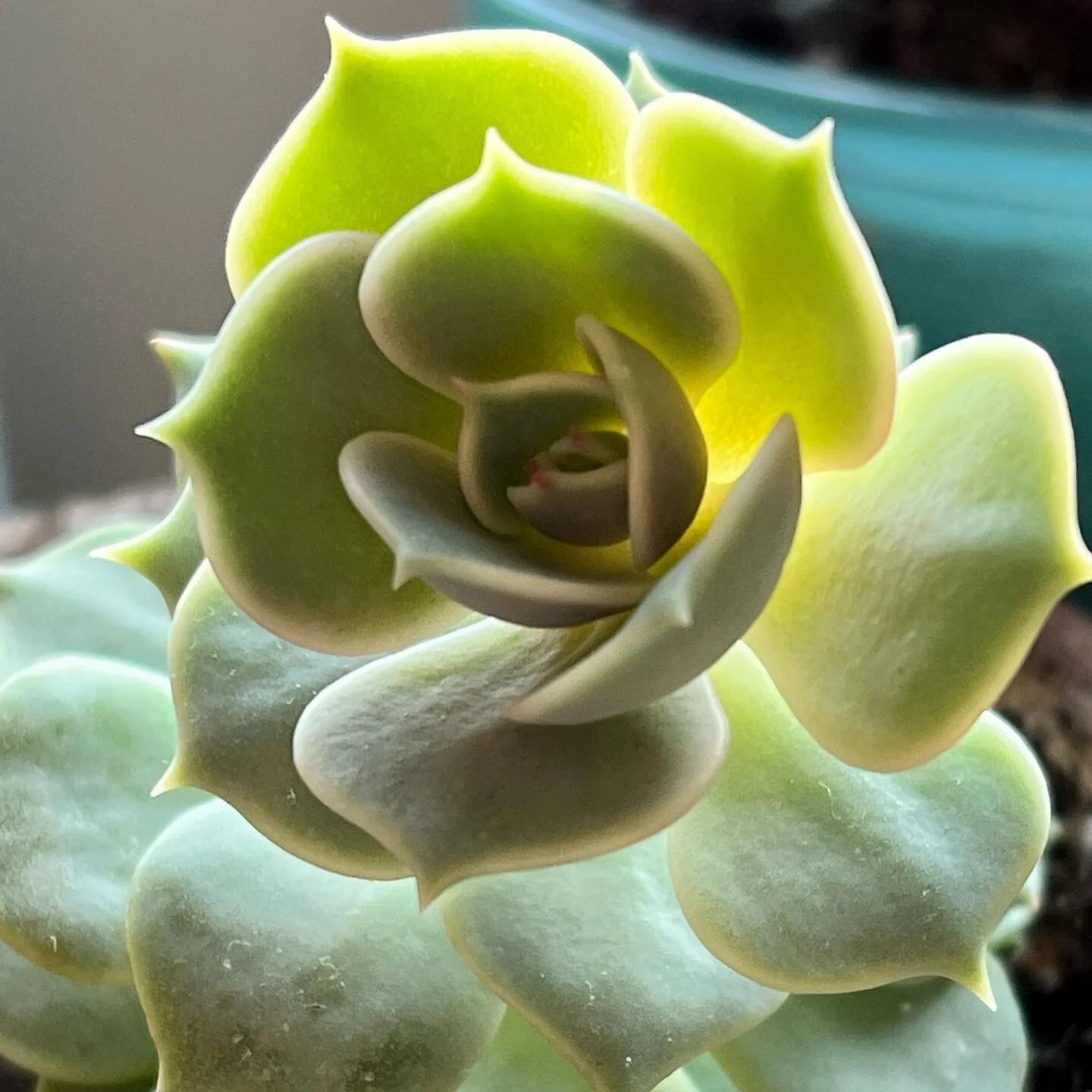Just a cute lil succa #thelocalmule #succulents #plants #plant #succulent