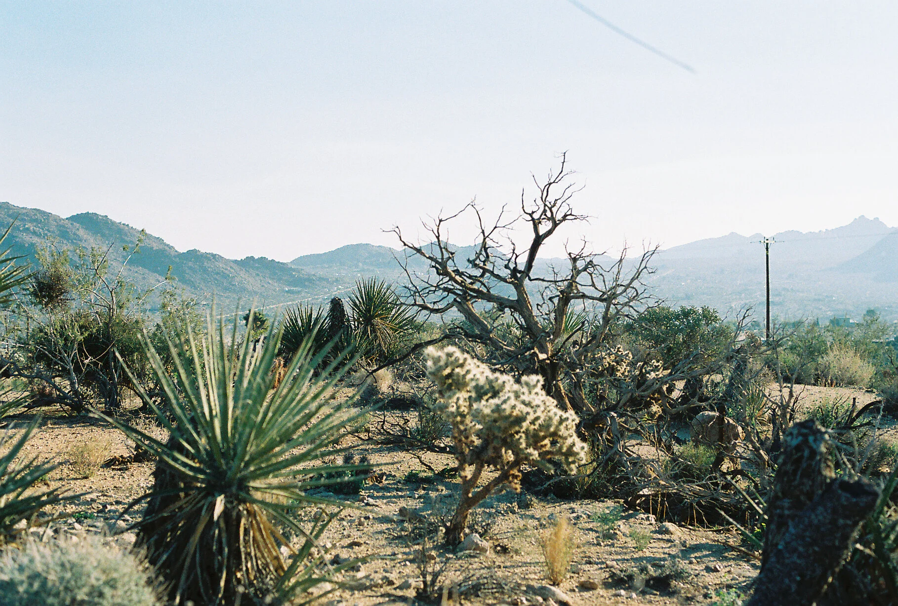 Joshua Tree FIlm-69.JPG