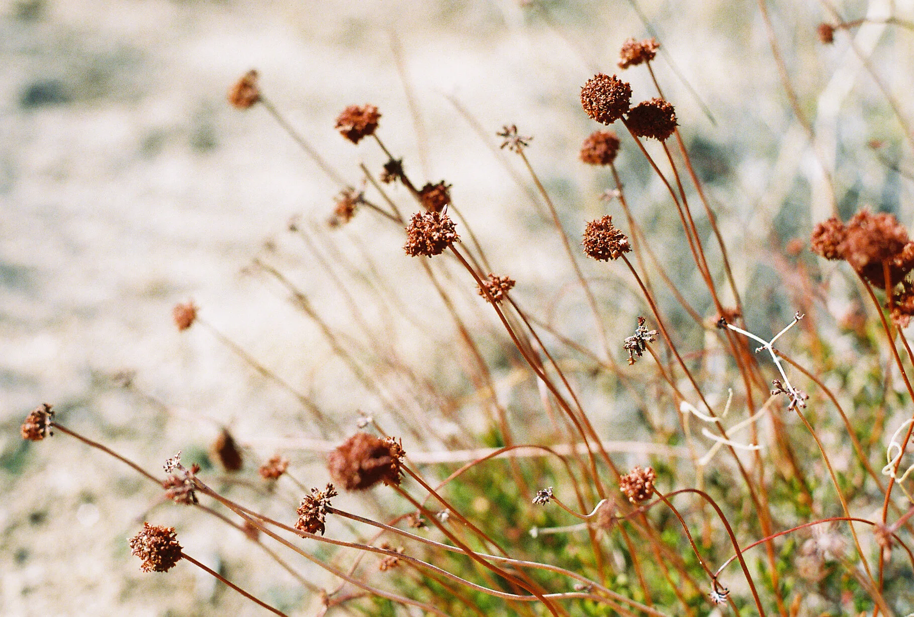 Joshua Tree FIlm-96.JPG