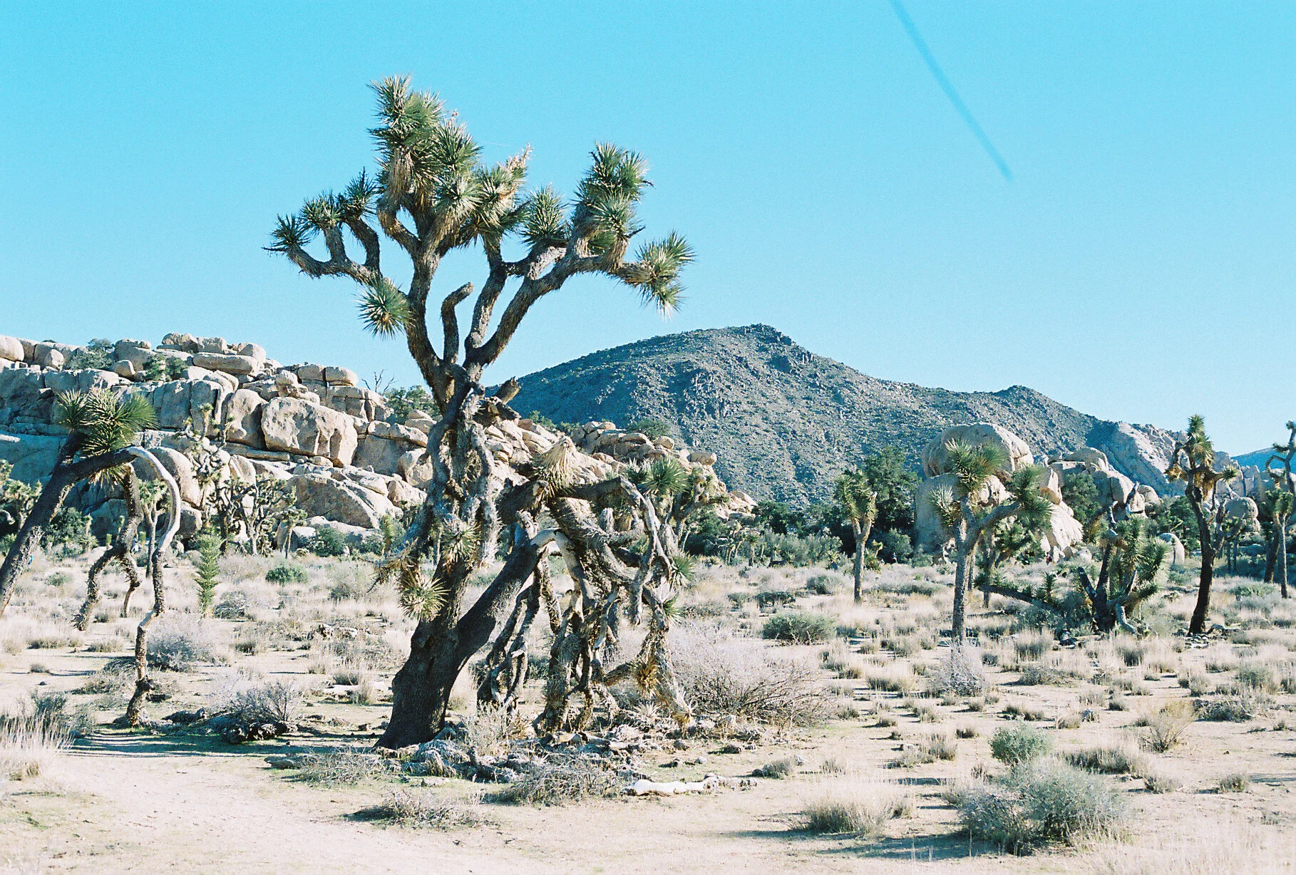 Joshua Tree FIlm-102.JPG