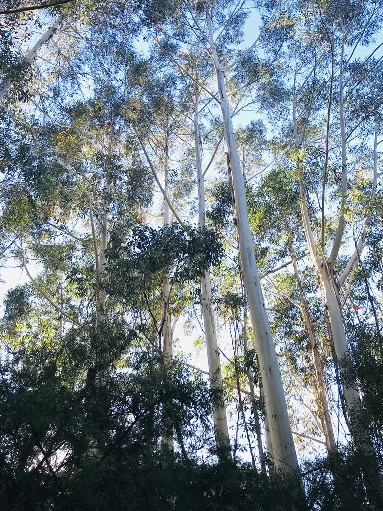 CARE FOR CREATION,  YARNING &amp; LISTENING TO FIRST NATIONS AND CELTIC VOICES IN GEDUMBA (KATOOMBA)