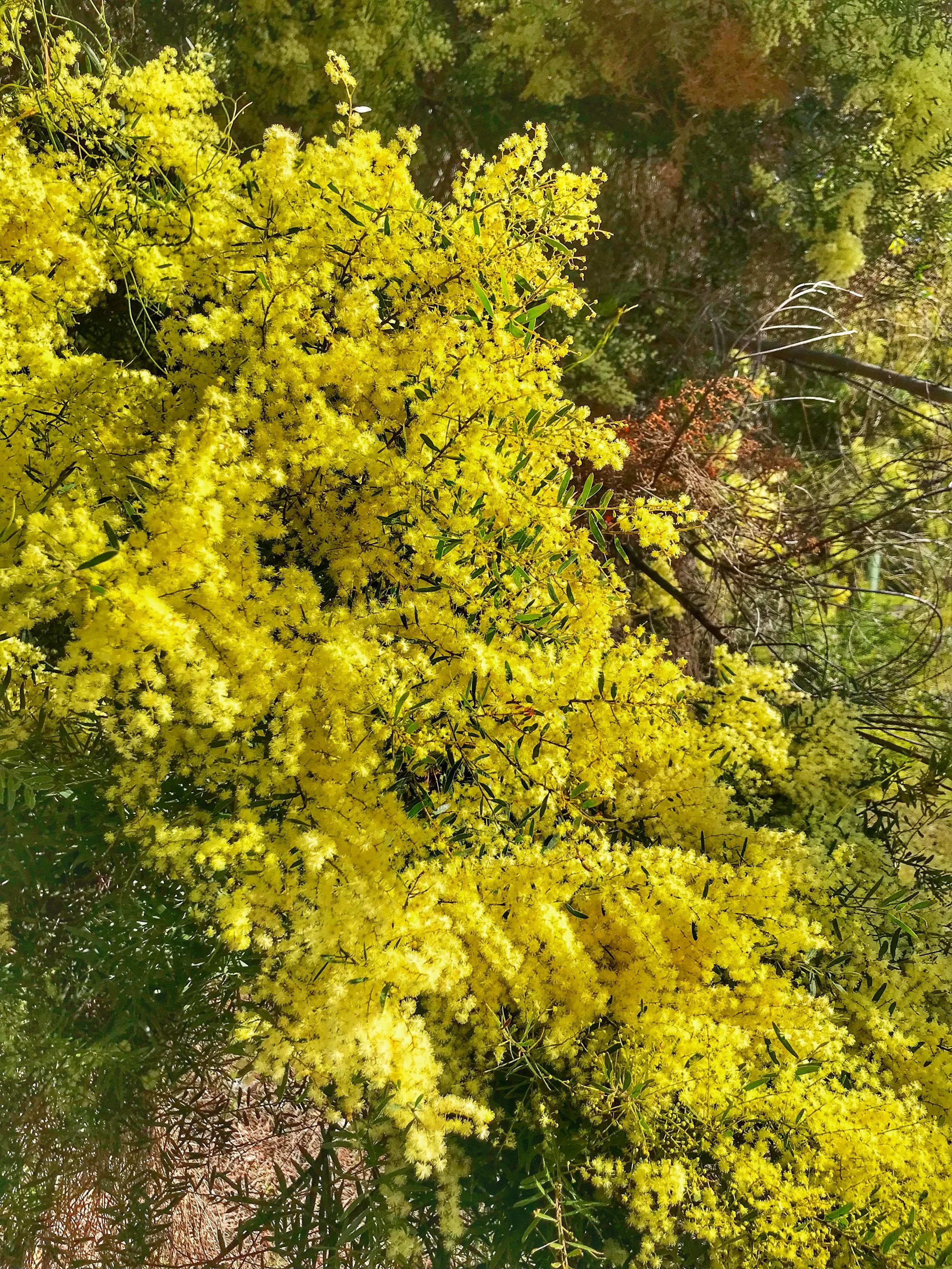 The NSW Ecumenical Council and the Wellspring Community Dinner