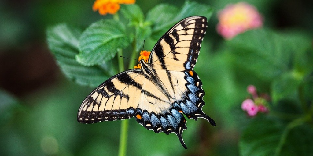 Winging It