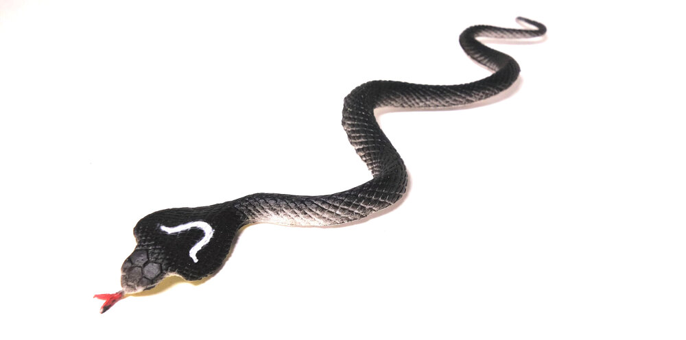Small Rubber Snake — Discover Deadly