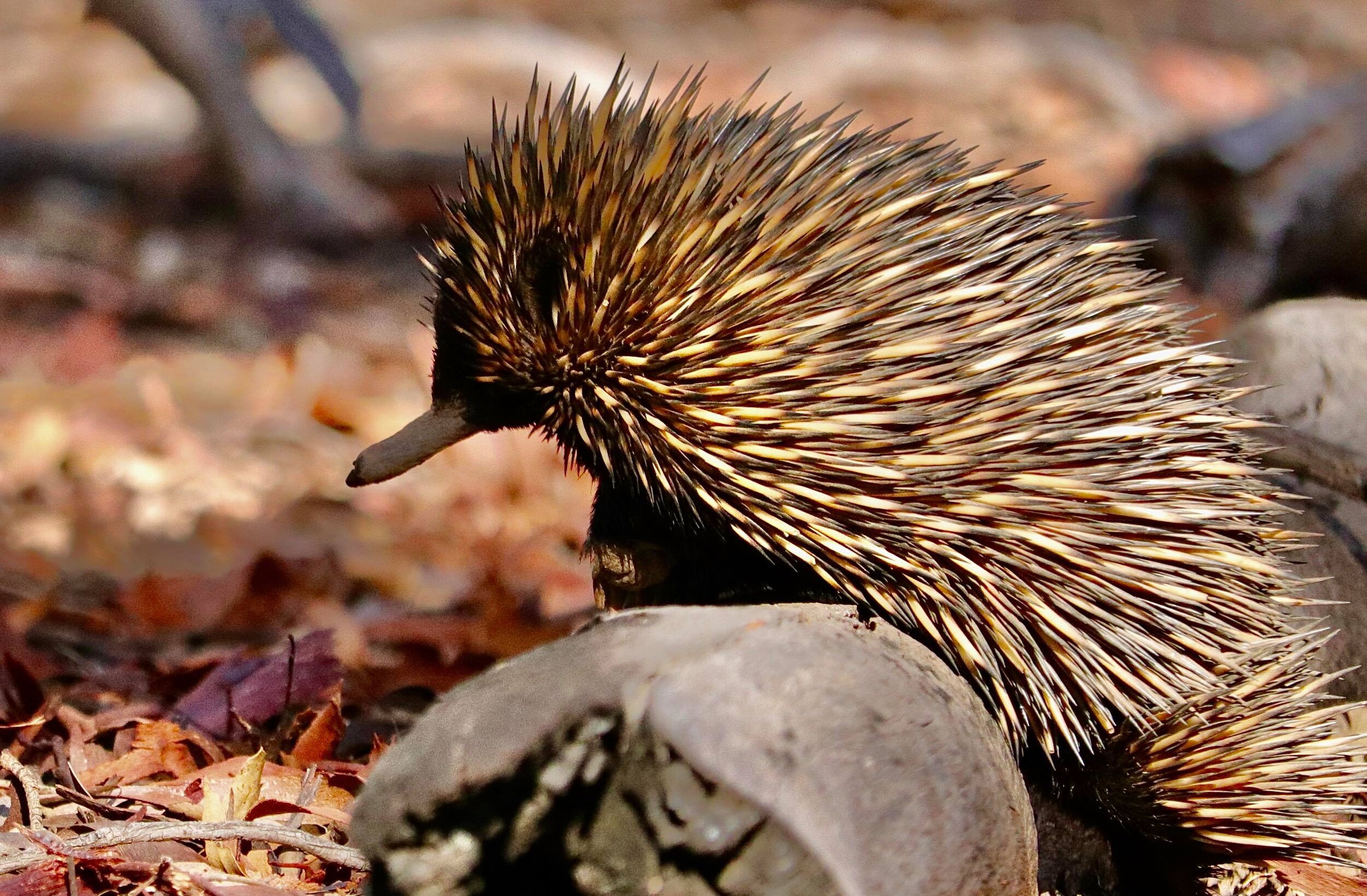 Do reptiles hibernate? — Discover Deadly