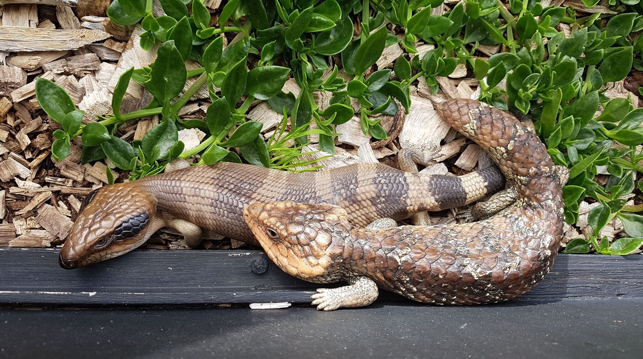 Do reptiles hibernate? — Discover Deadly