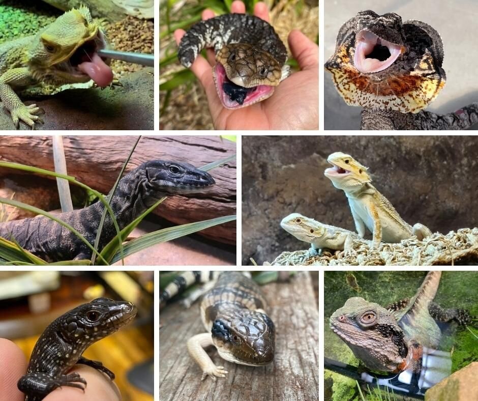 Happy World Lizard Day 2022! 🦎

The most diverse group of Australian reptiles are the lizards and as you can see at Discover Deadly we have many lovely lizards indeed! 😍

Lizards are vital to the ecosystems they inhabit as they create balance by pl