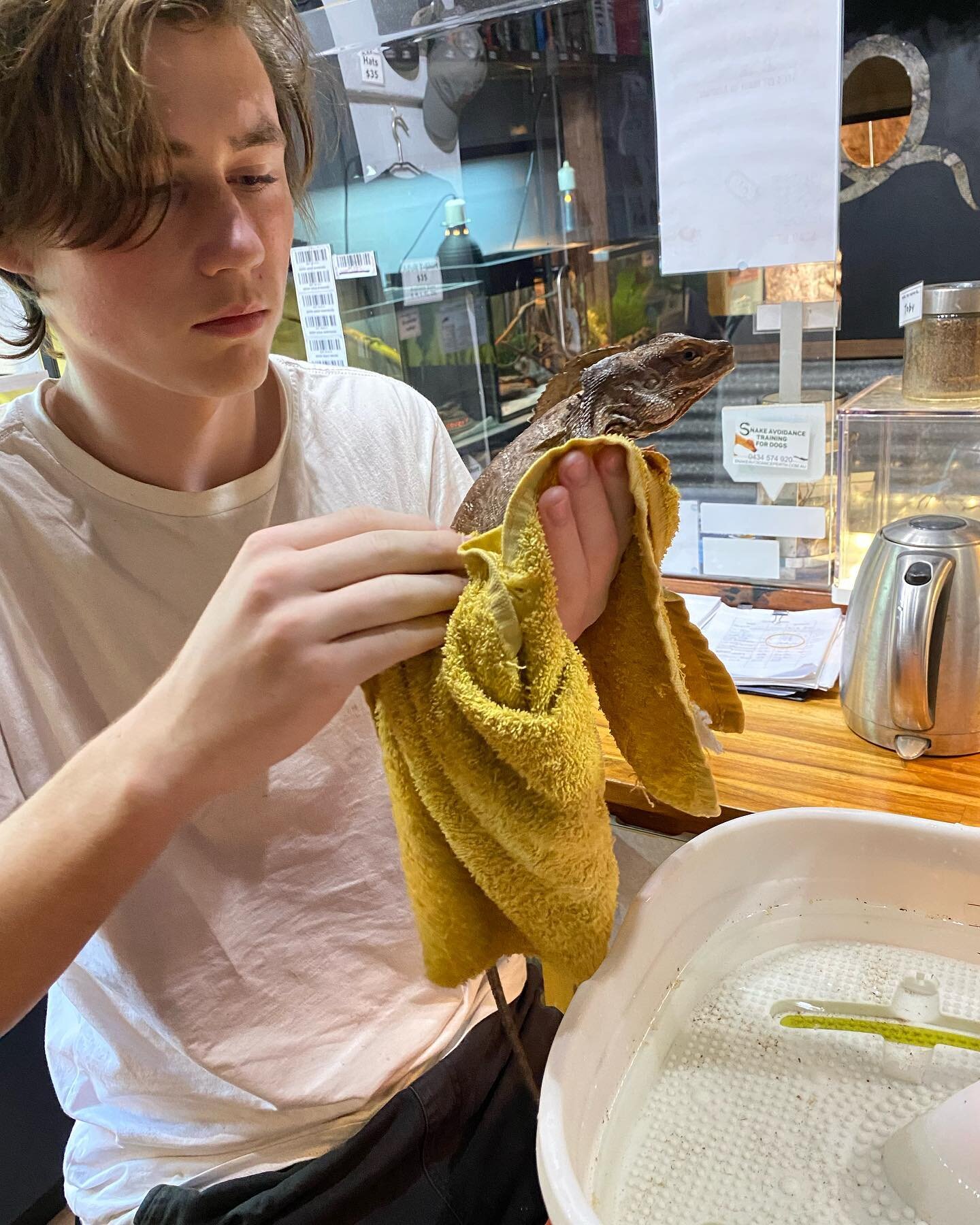 Not your average school day! Our wonderful workplace student, Mackenzie, giving Queen Priscilla her weekly spa session 🛁🫧

Workplace slots still available for Term 4 2022. If you&rsquo;ve ever wanted to hang out with reptiles at recess, lizards at 