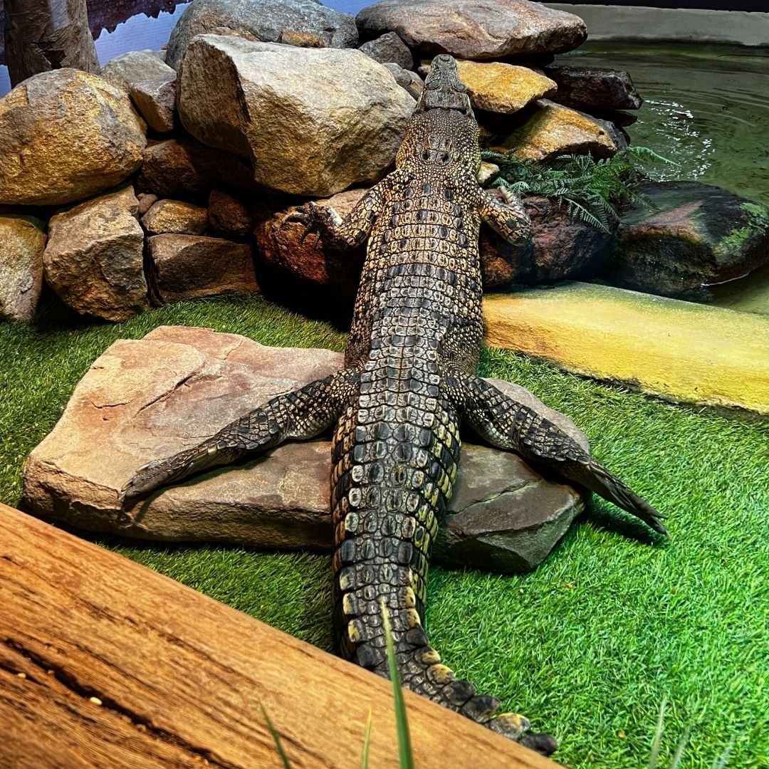 It's been a while since we've shared a good, old-fashioned sploot! 😆

#croc #salty #crocodile #discoverdeadly