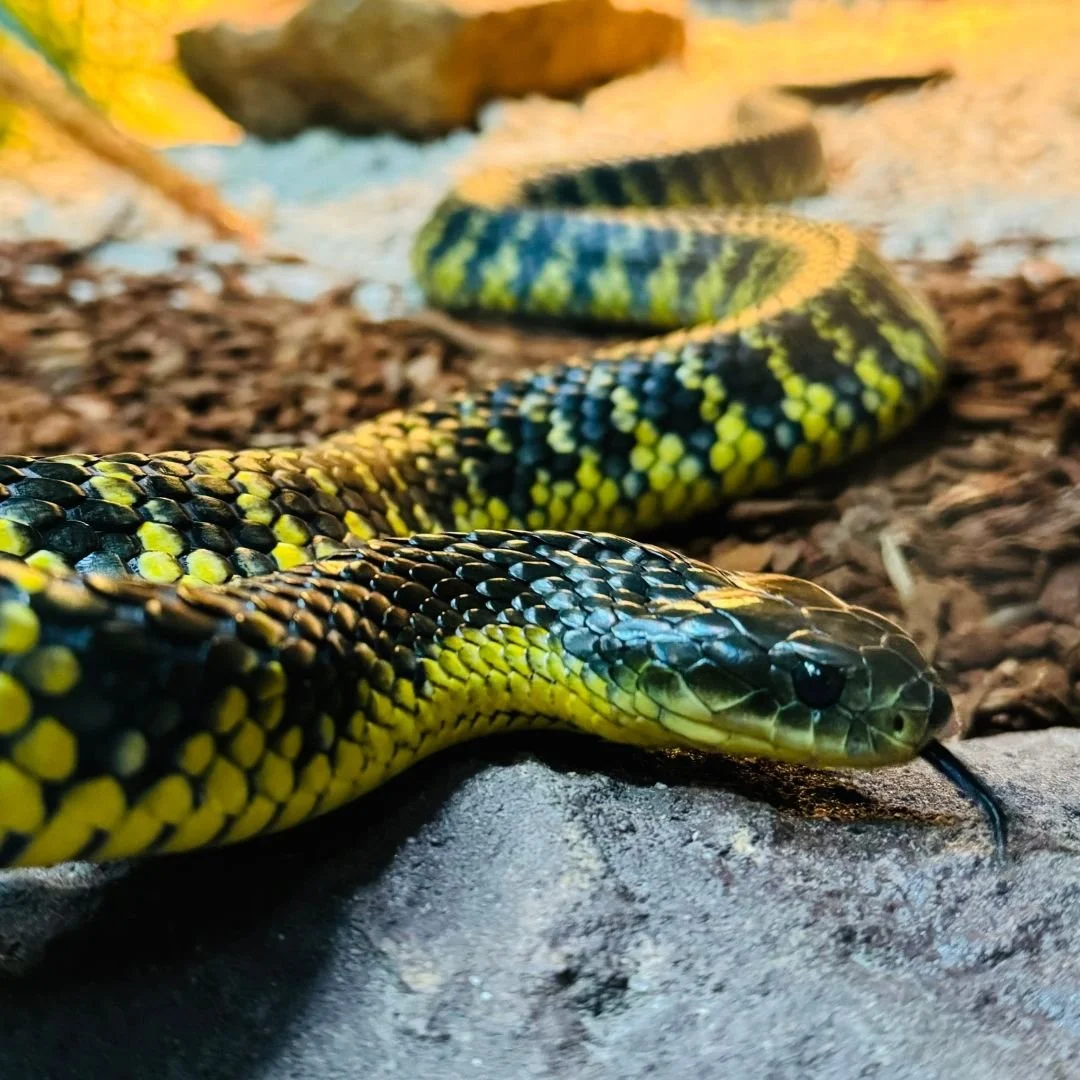 Live Reptile Show Every Saturday! 🐍
Join us 10:30 on Saturdays in our Reptile Arena for live demos with lizards, pythons, and even venomous snakes! Get up close to the glass to say hello to some of Australia's most iconic animals!

#discoverdeadly #