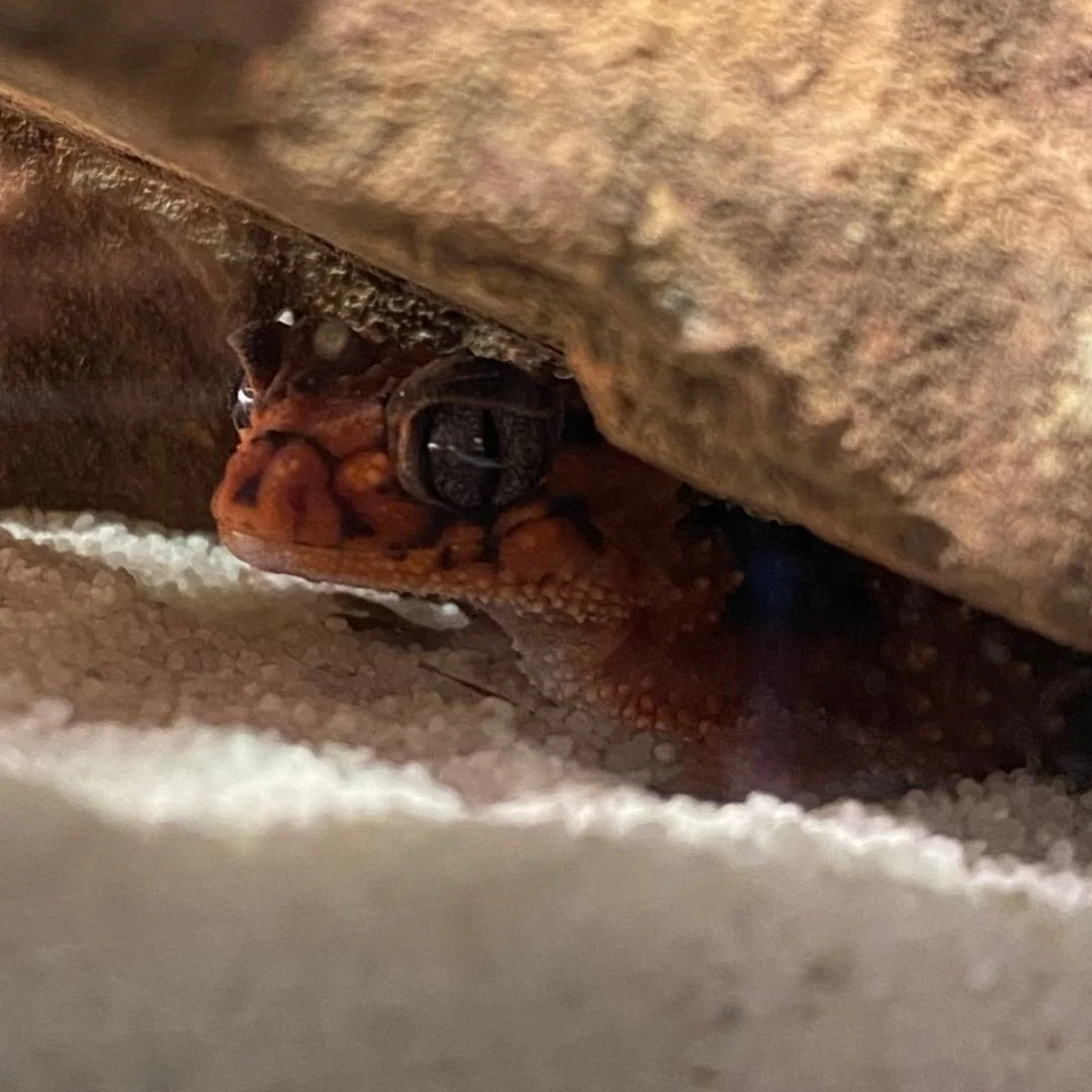 Tiny hiding spots for tiny critters! Make sure you pause to check out the whole habitat, or you might miss seeing someone! 🤭

#discoverdeadly #gecko #reptileeducation #animals #aussiewildlife #margaretriver #busselton
