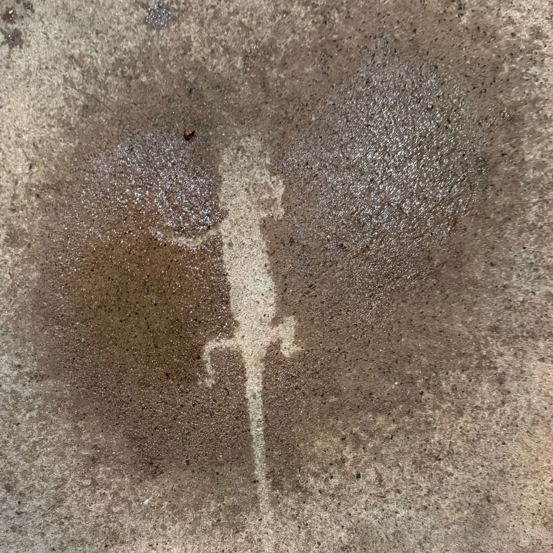 Lizard-Art! 🤭

#discoverdeadly #lizard #australianwildlfie #reptileeducation