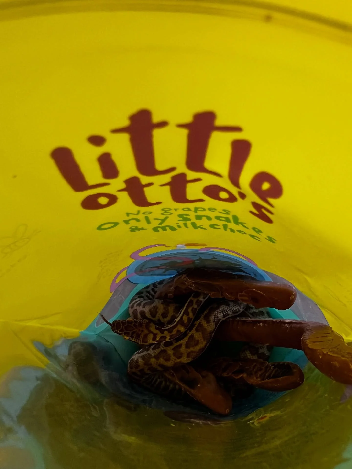 Slither in to Little Otto&rsquo;s Big Choc Shop NOW we will be here until 4pm 🐍🦎🍫🍦🙌🏼

#thingstodo #chocolate #gelato #snakes #busselton