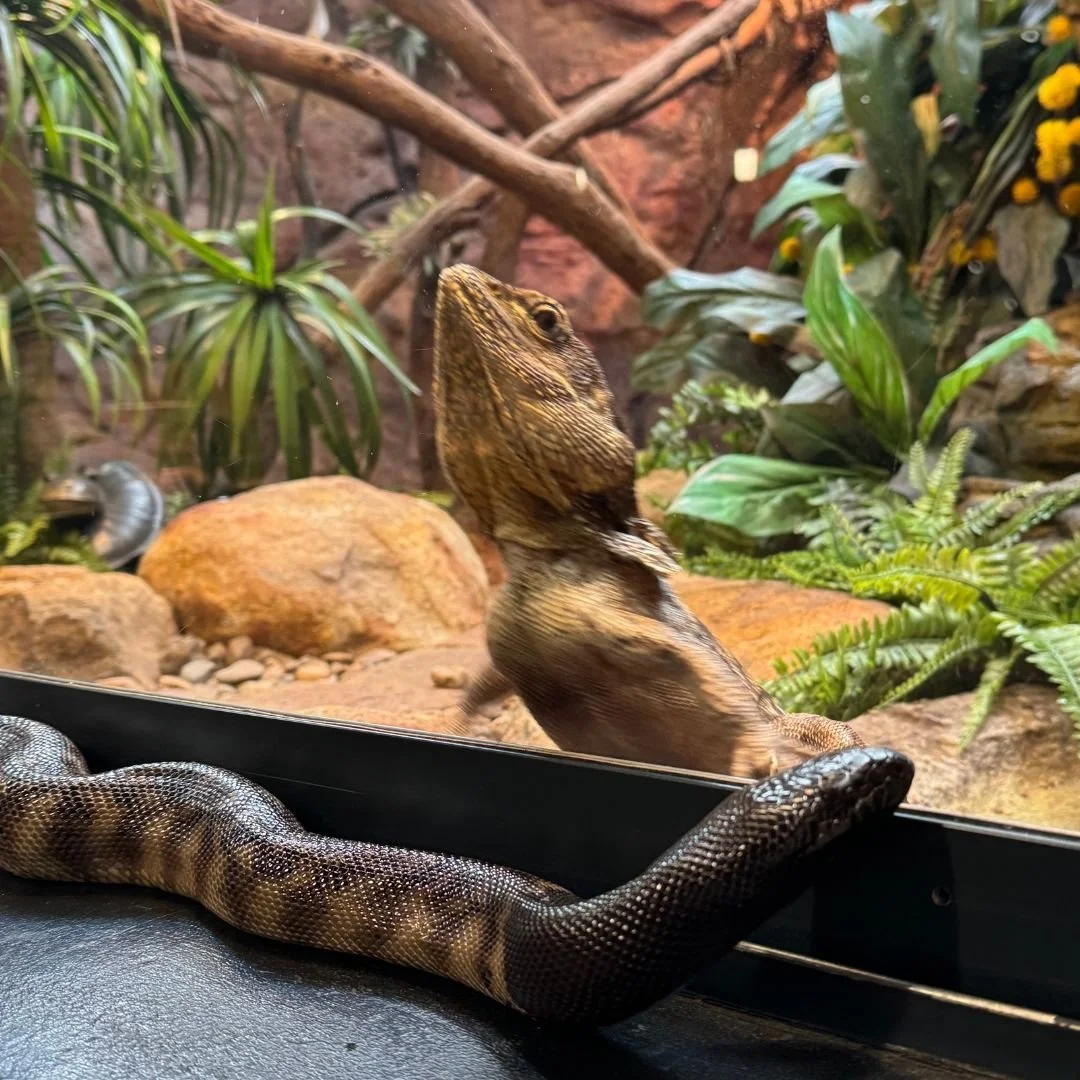 In the early hours before visitors come in, some of the snakes get to have a wander! Experiencing new environments (and having a look at the neighbours) provides our animals with novelty and enrichment 🧠

#discoverdeadly #reptiles #thingstodo #marga