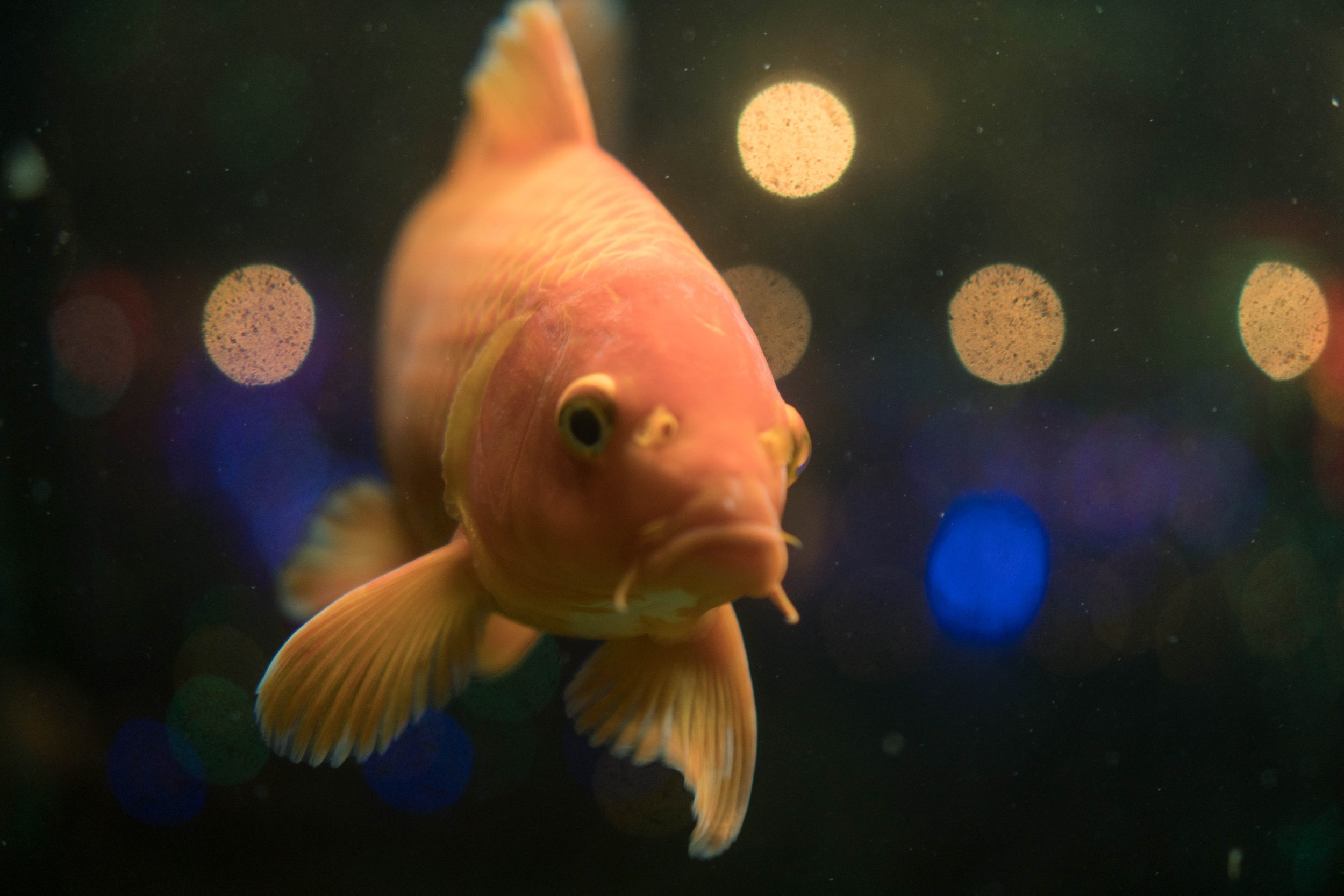 Fish diseases and tumors