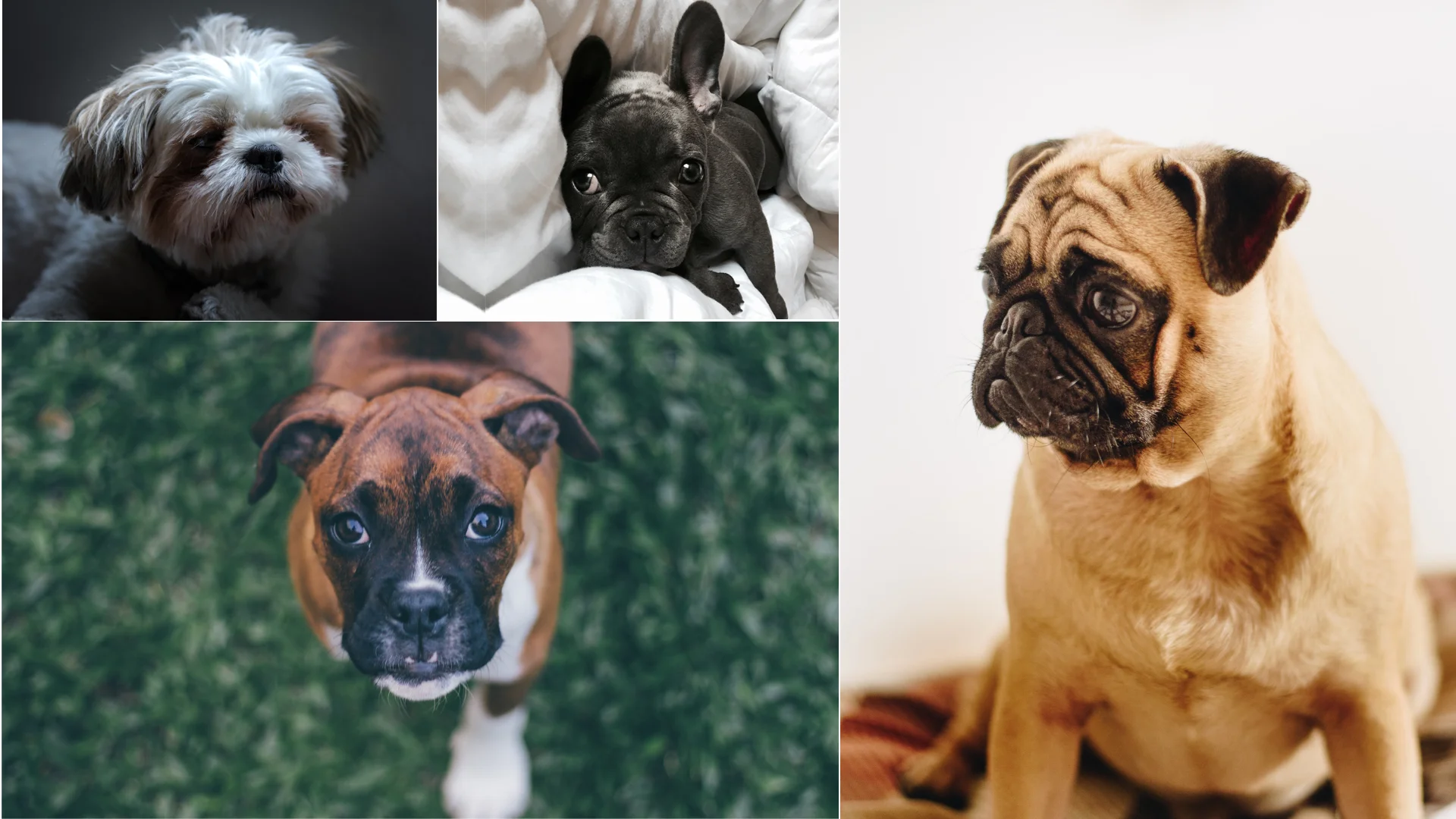brachycephalic health issues