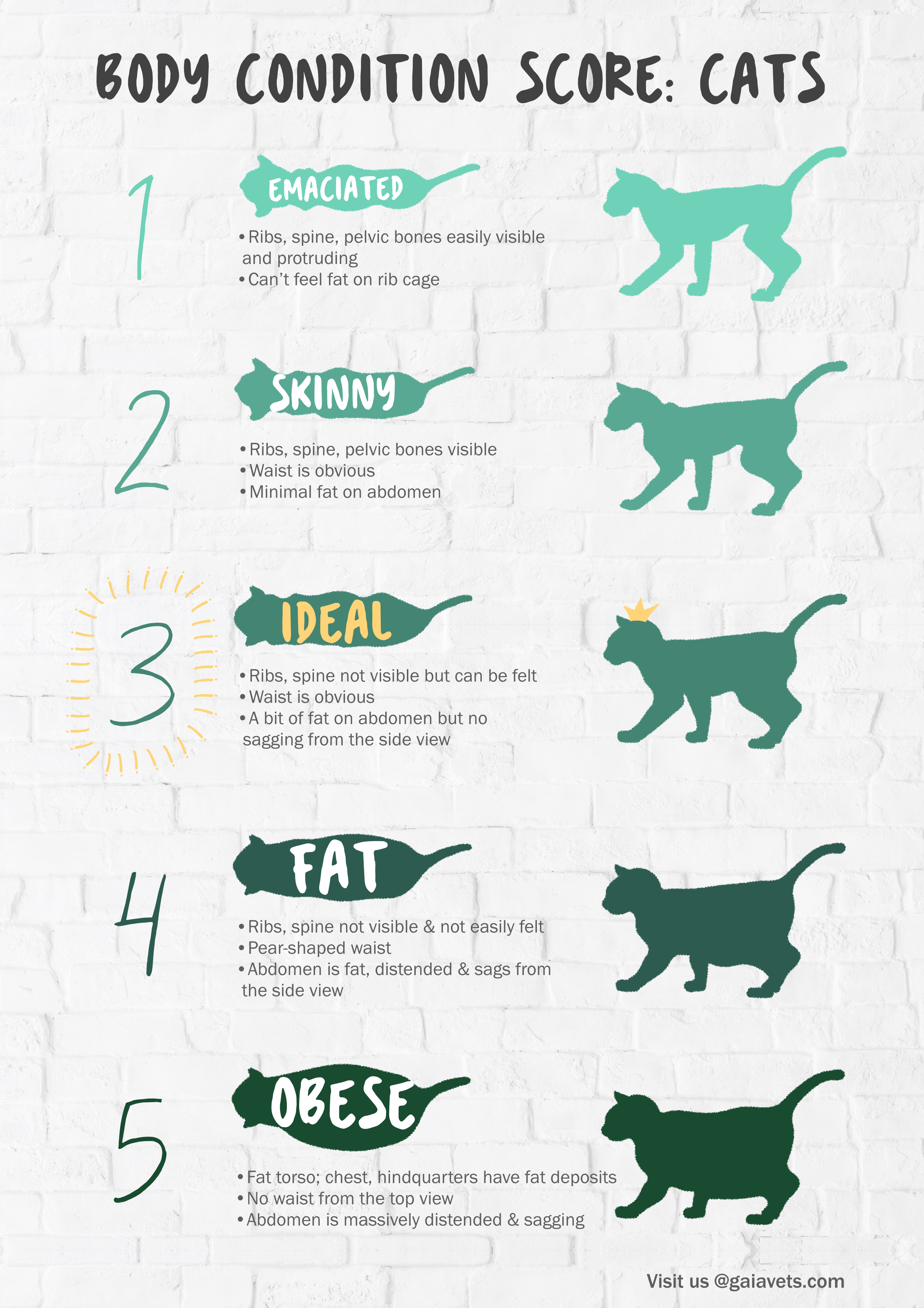 Obesity Chart For Cats