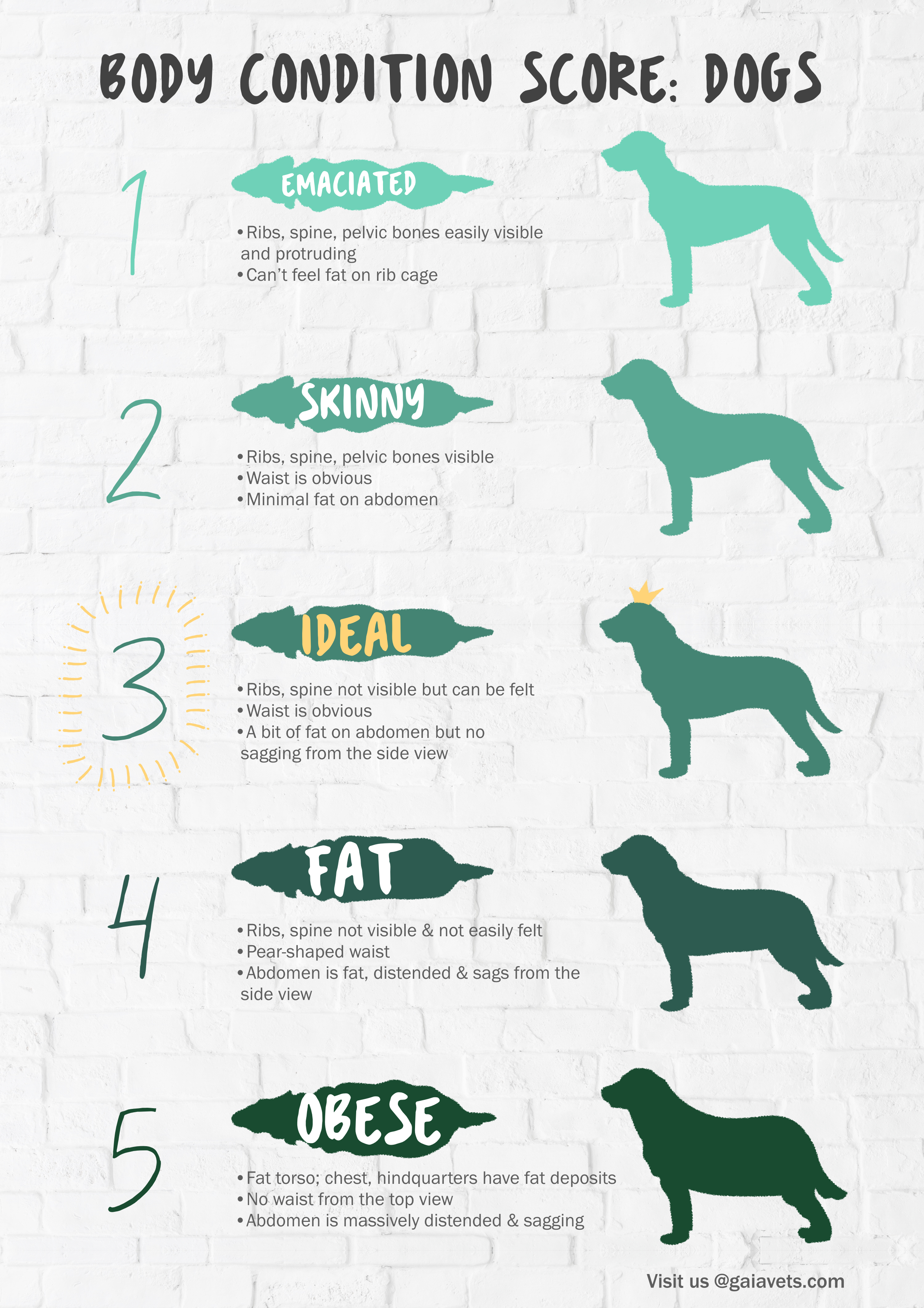 Dog Obesity Chart
