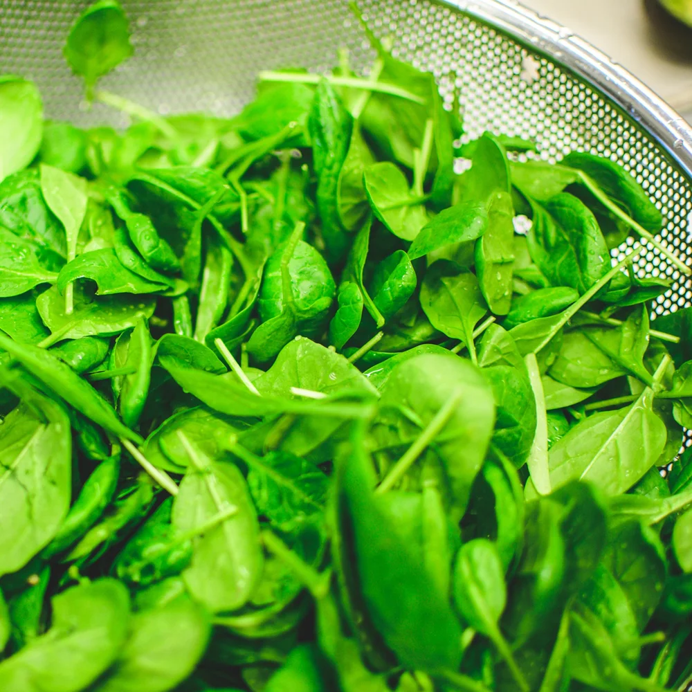 Foods You Should Never Feed Your Pet Bird GAIAVETS