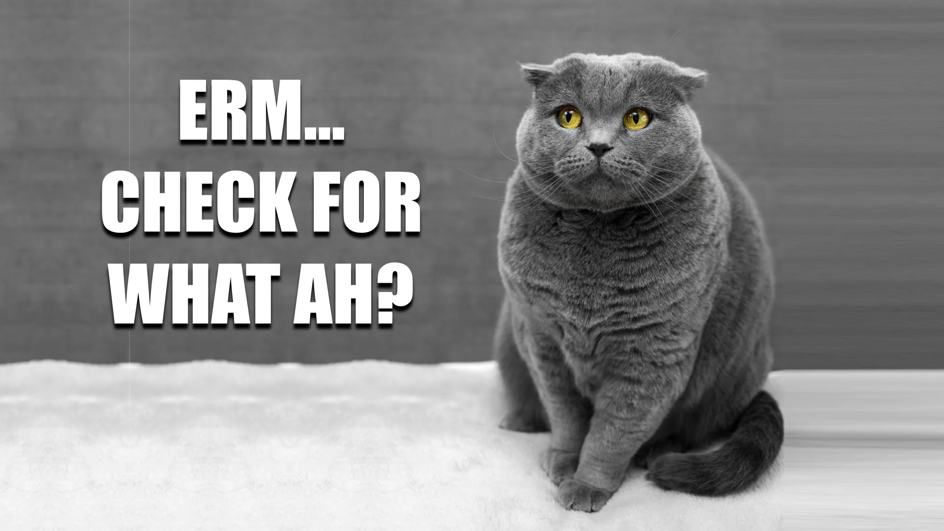 What a Health Check Actually Means to You & Your Pet GAIAVETS