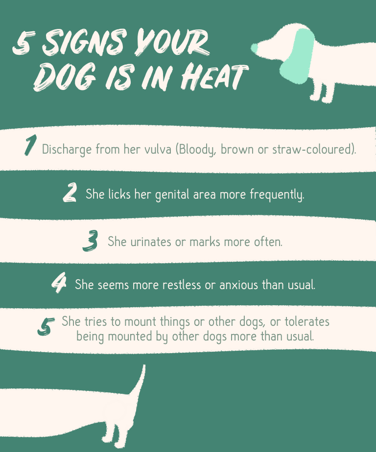 what are the signs of a dog in heat