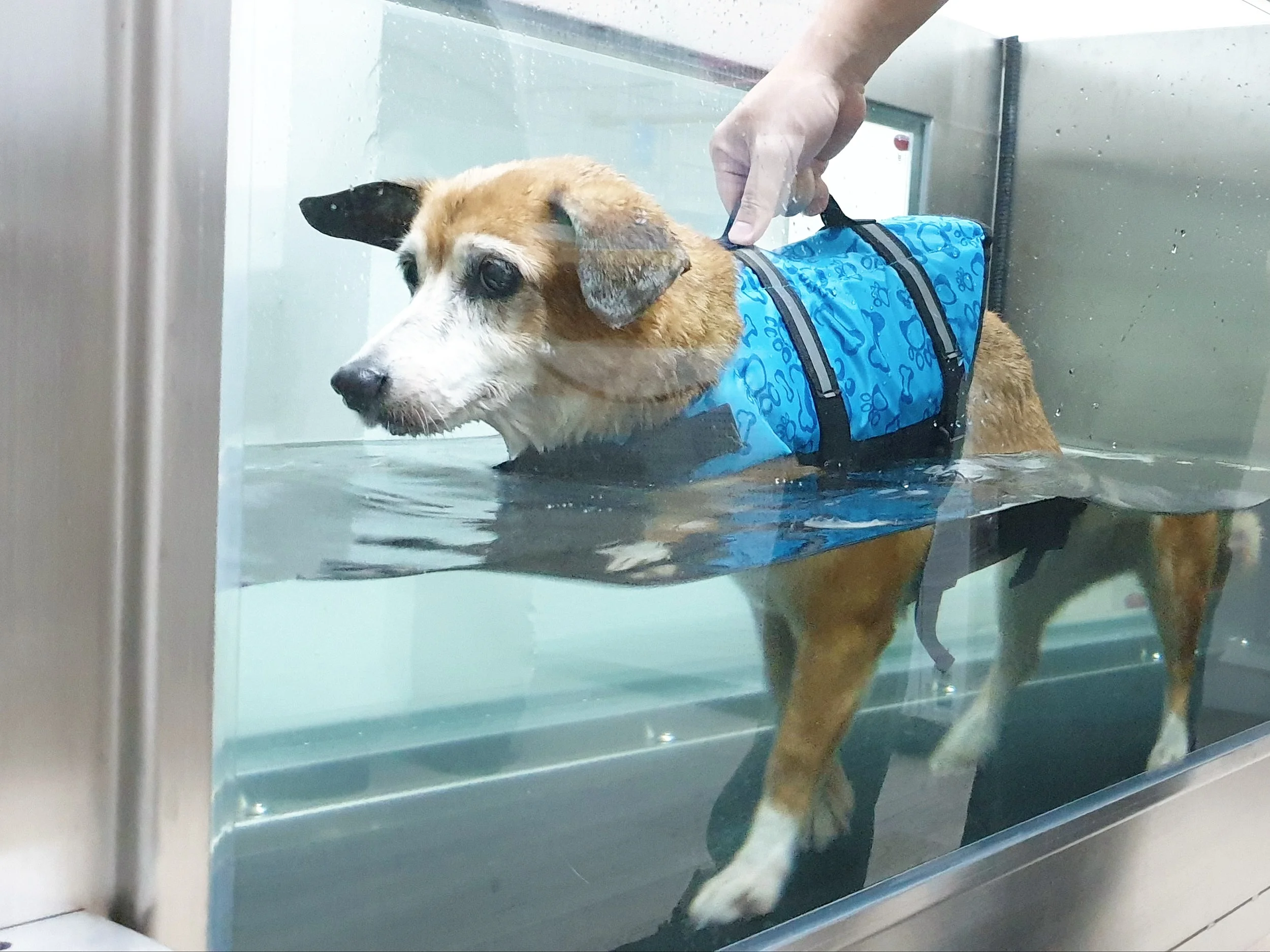 How to Make Your Arthritic Pet More Comfortable GAIAVETS