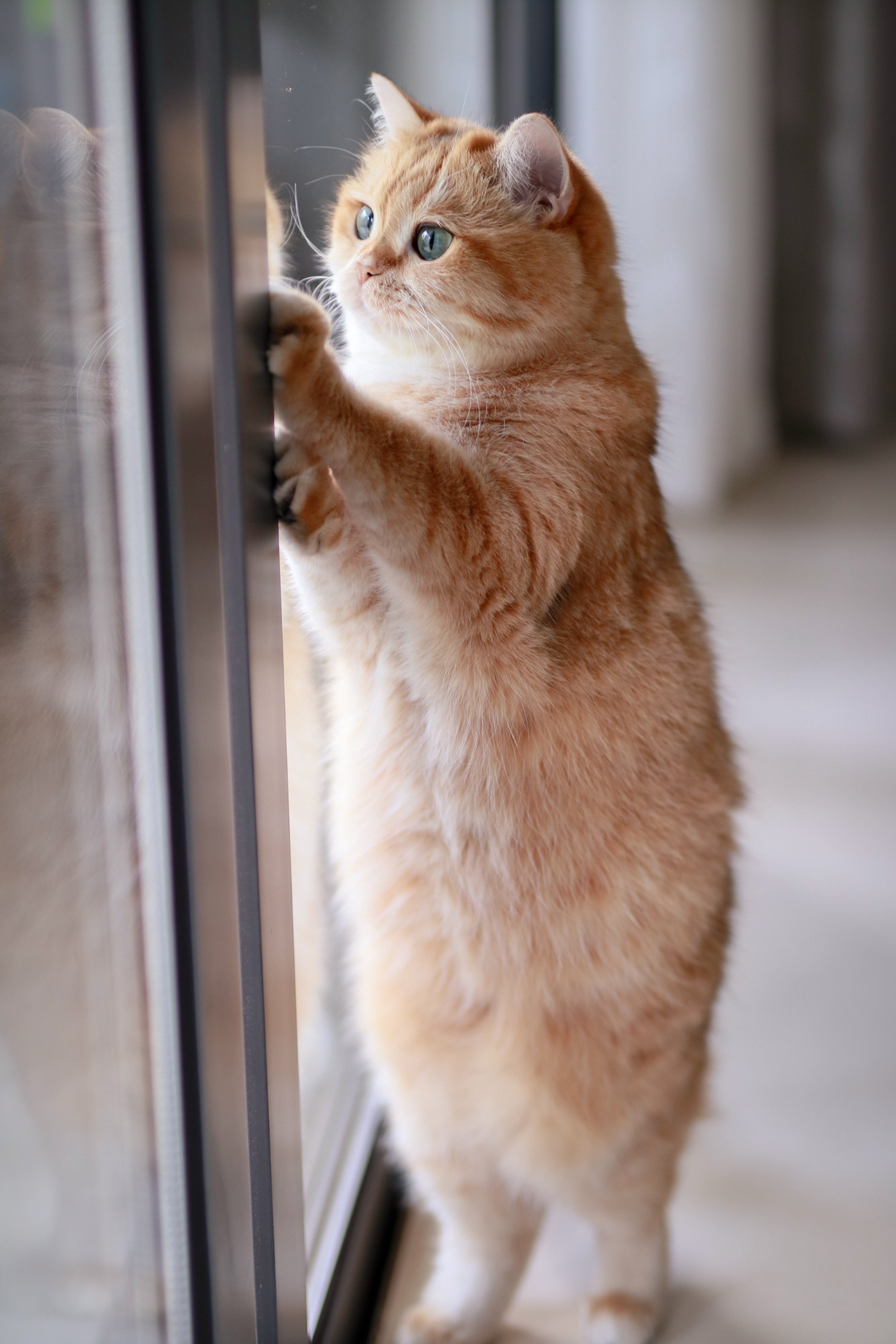 What You Should Know About Spaying Your Pet In Heat GAIAVETS