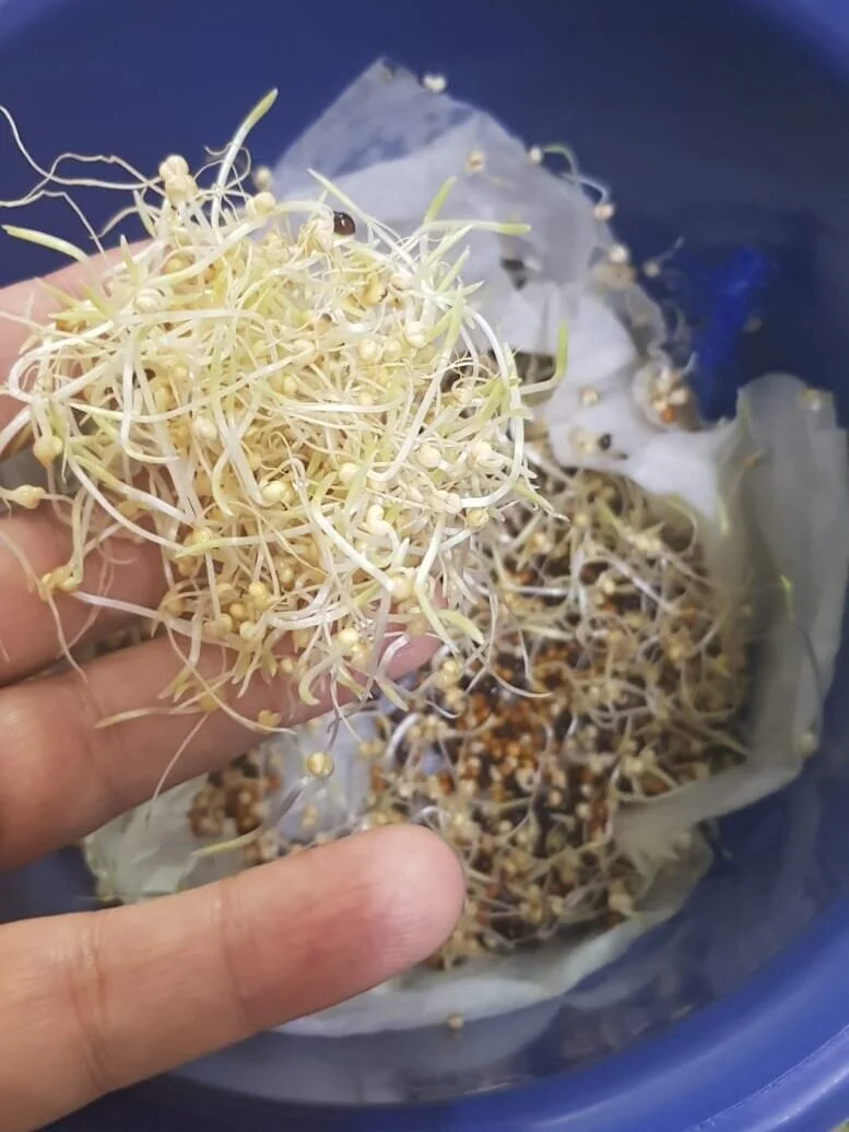How To Sprout Seeds For Your Pet Bird GAIAVETS
