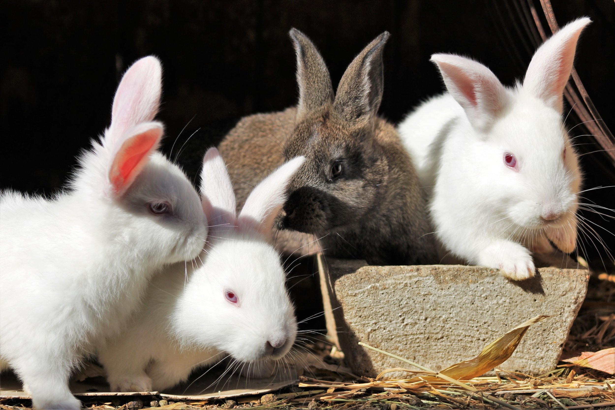 В питомнике живет несколько кроликов разного цвета. Животноводство кролики. Кролик фото. Кролики в хозяйстве. Ферма кроликов.