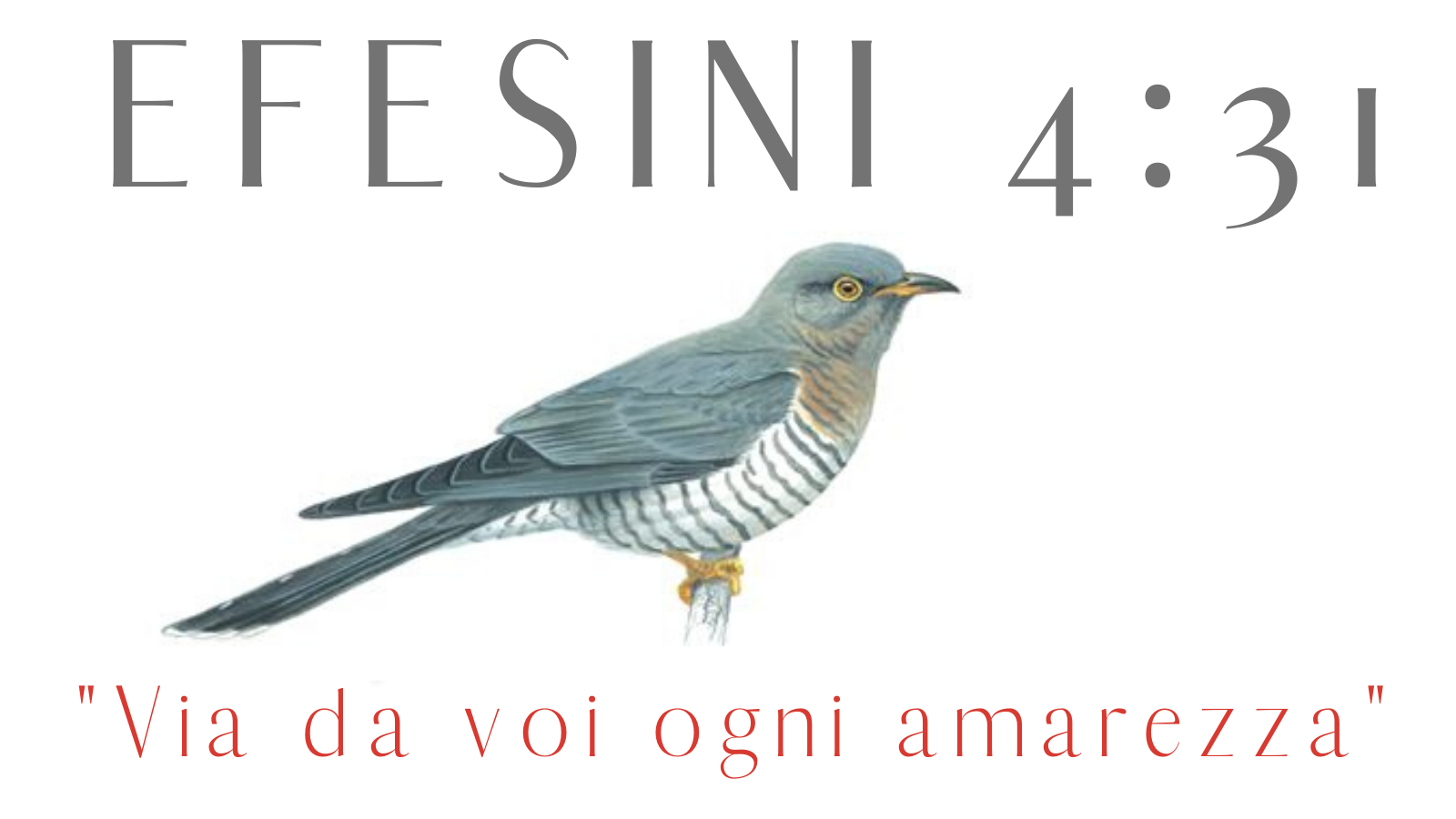 "Via da voi ogni amarezza" - Efesini 4:31