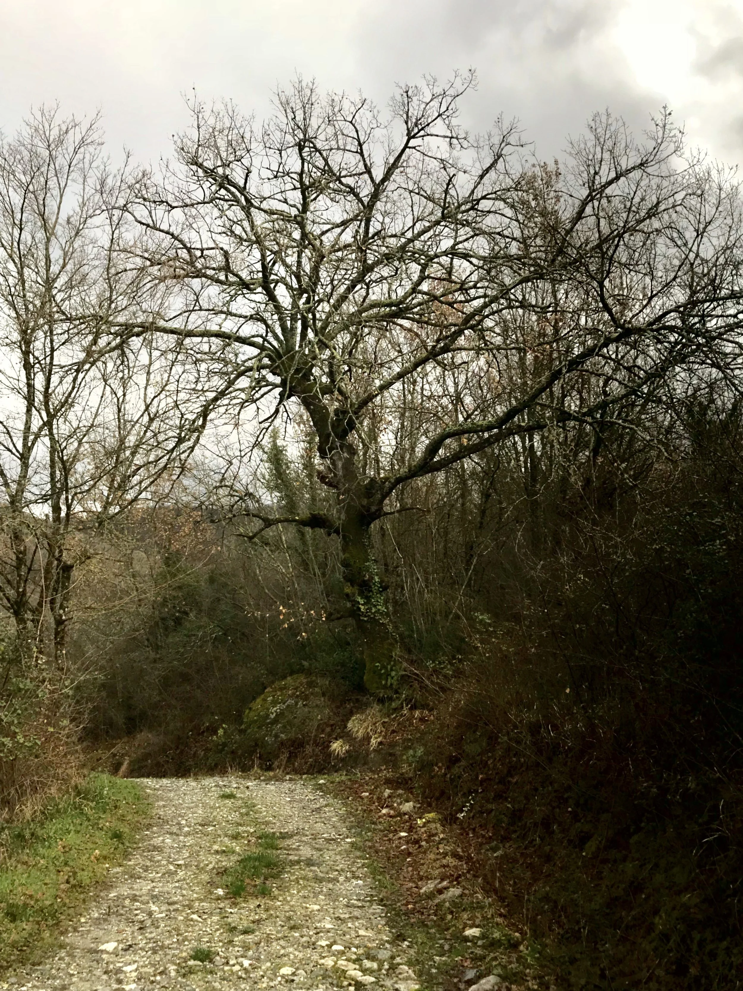 Bianca is guarded by a lovely oak as you come up the drive…