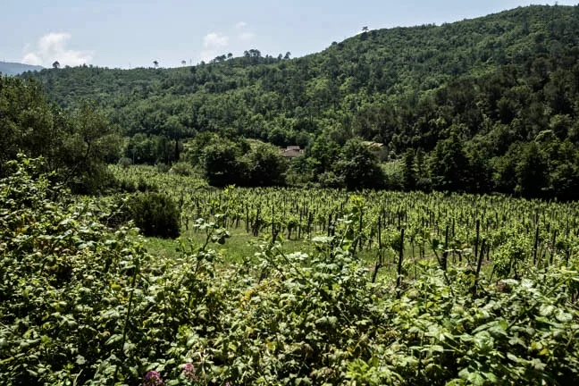 Look at the front door and realized you are surrounded by a vineyard.