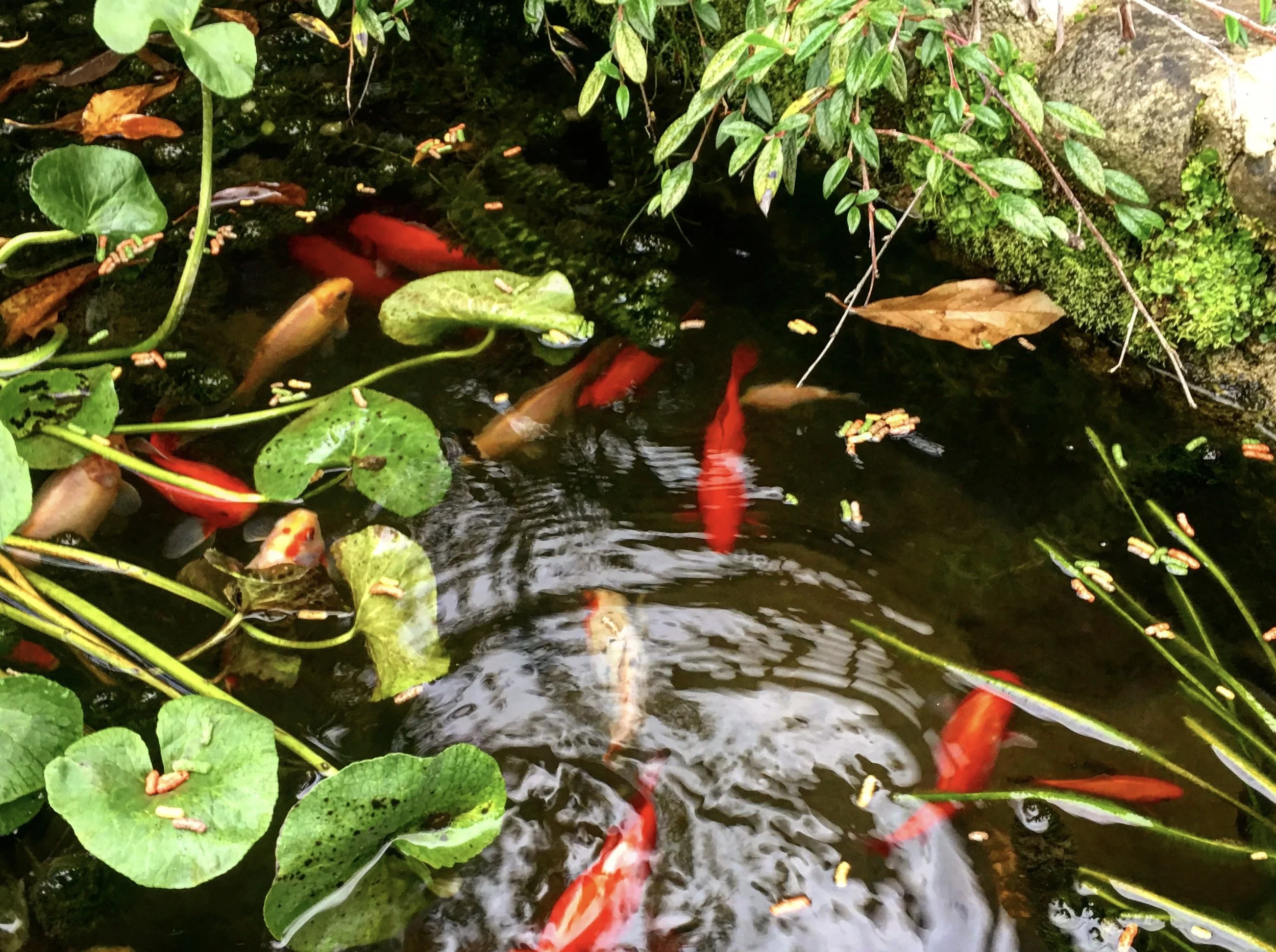 Your neighbors… the fish!
