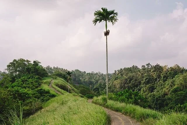 A palm tree #palm #photooftheday #naturelover #nature #landschaftsfotografie #landscape #landscapephotography #instatravel #leica #leicaphotography #leicamp #travel #koeln #bali #reisen #inspiration #instagood #instatravel #asia #beauty #moments #col