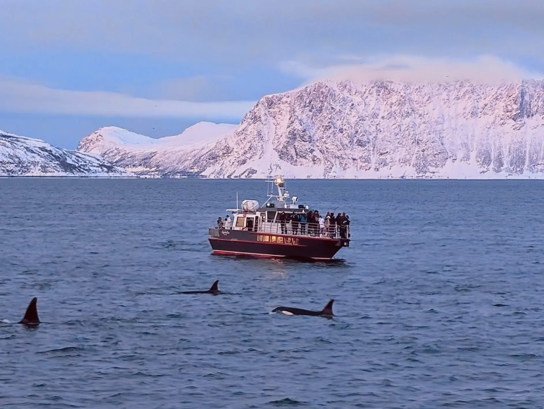 Sylvkallen orcas.webp