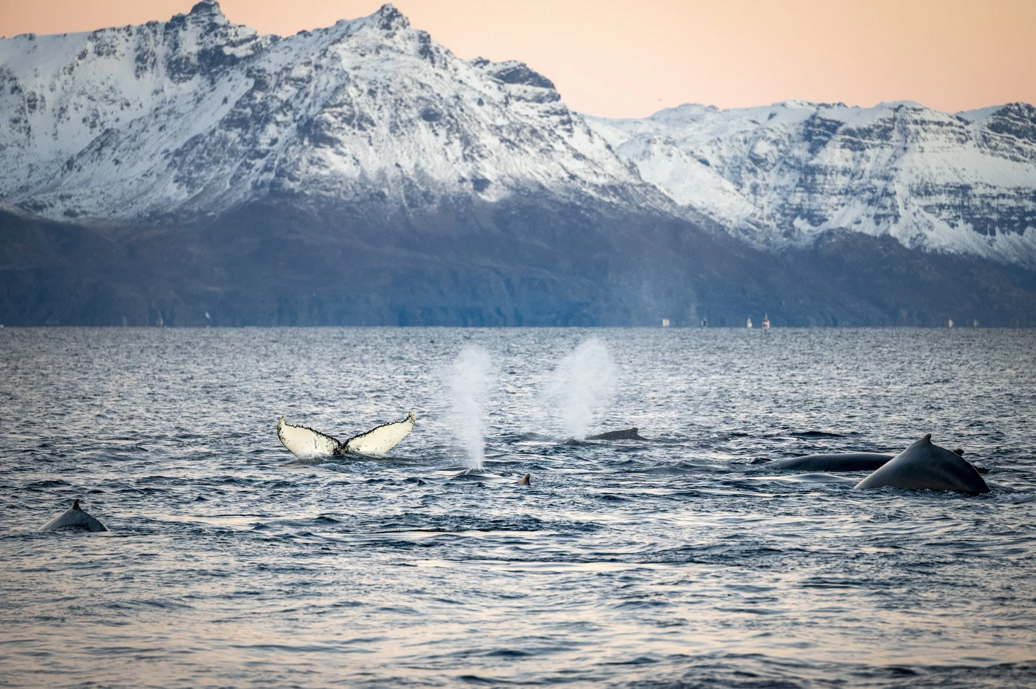 humpbacks_HannaleenaVäisänen.jpg