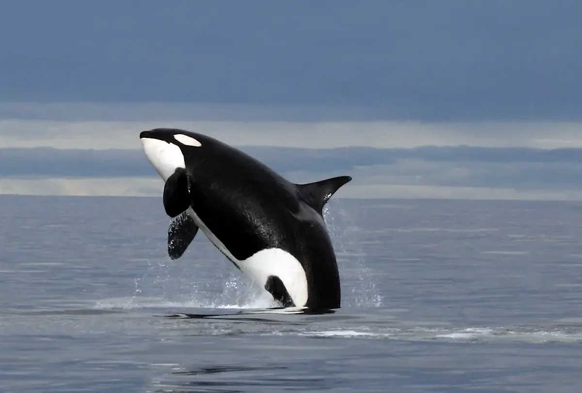 whale-1200x809-1.webp