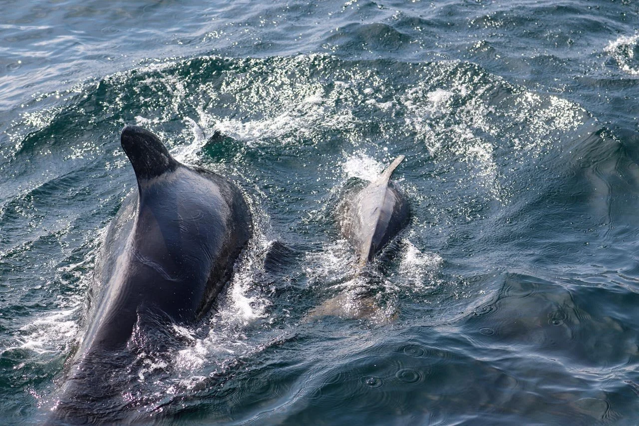 685d2fa5e1ab538b195d21b3_Pilot Whale c JuliaGandert.jpg