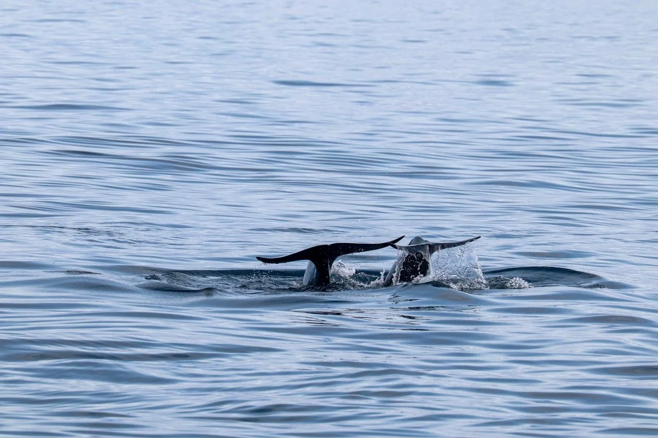 685d2e2231aa38f4a7c99cf0_Orcas c JuliaGandert.jpg