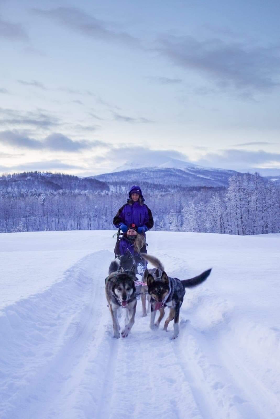 dogsledding aurora .jpg