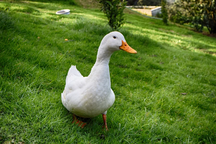 The-Shola-Crown-Flying-duck.jpg