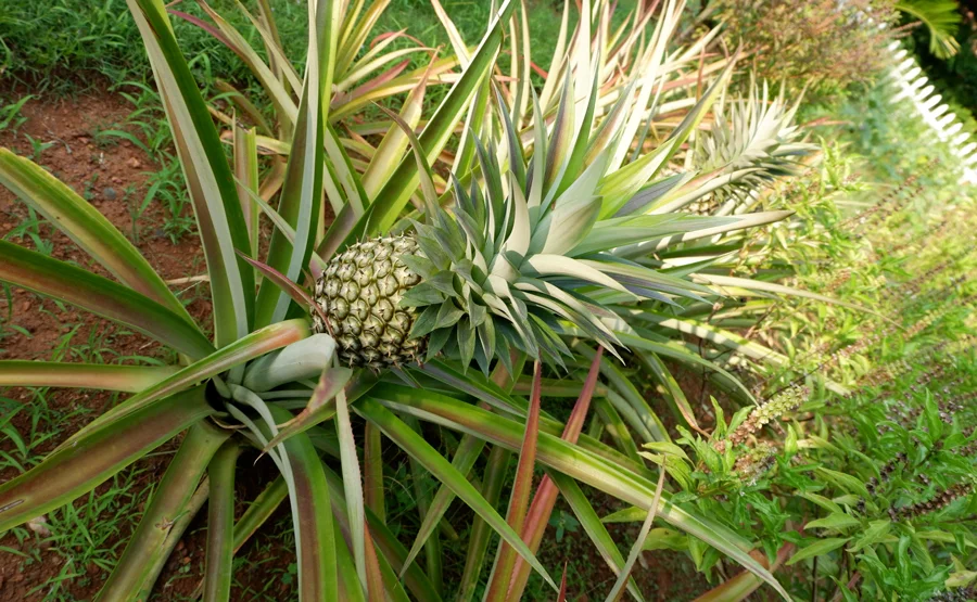 alila-diwa-goa-halal-pineapple-farm.jpg