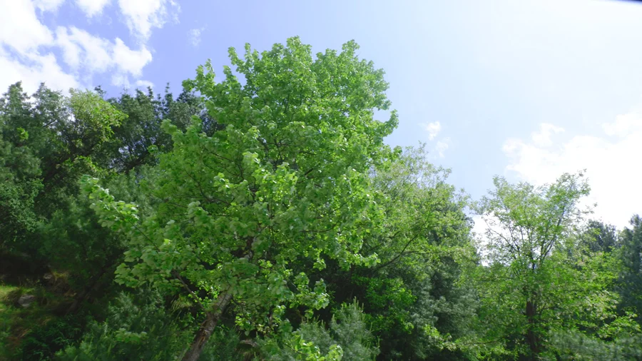 manali-greenery.jpg