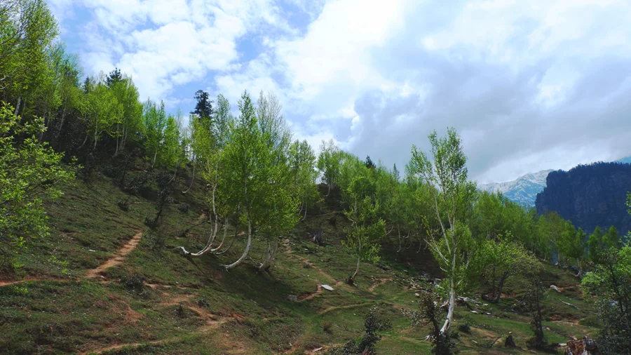 gulaba-trees-manali.jpg