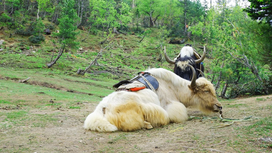Gulaba-mountain-yak.jpg
