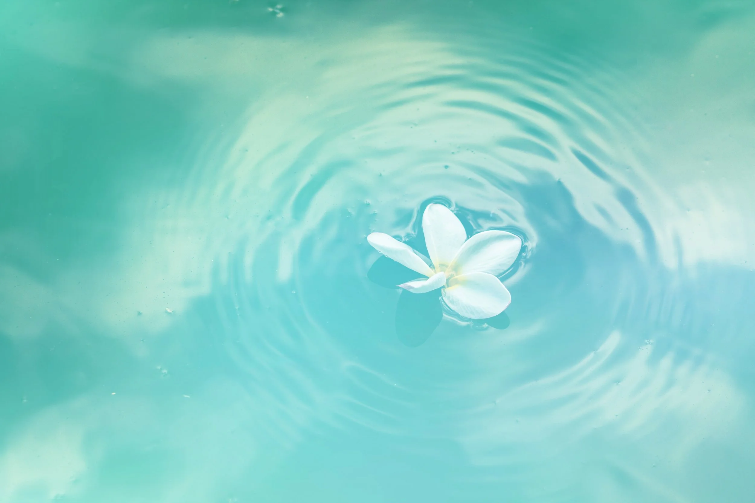 bloom-blossom-clean-580871.jpg