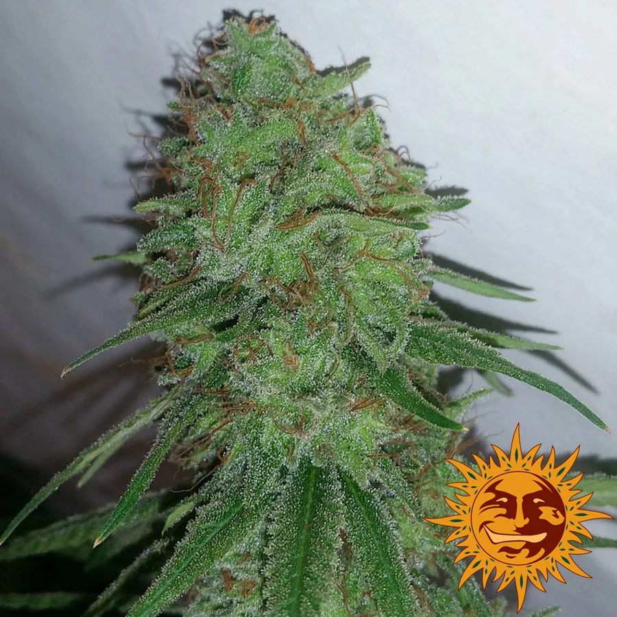 large_tangerine-dream_4_649181.jpg