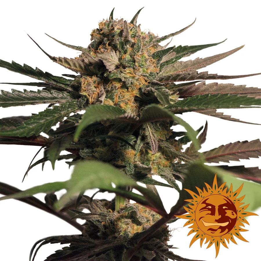 large_violator-kush_1_063073.jpg