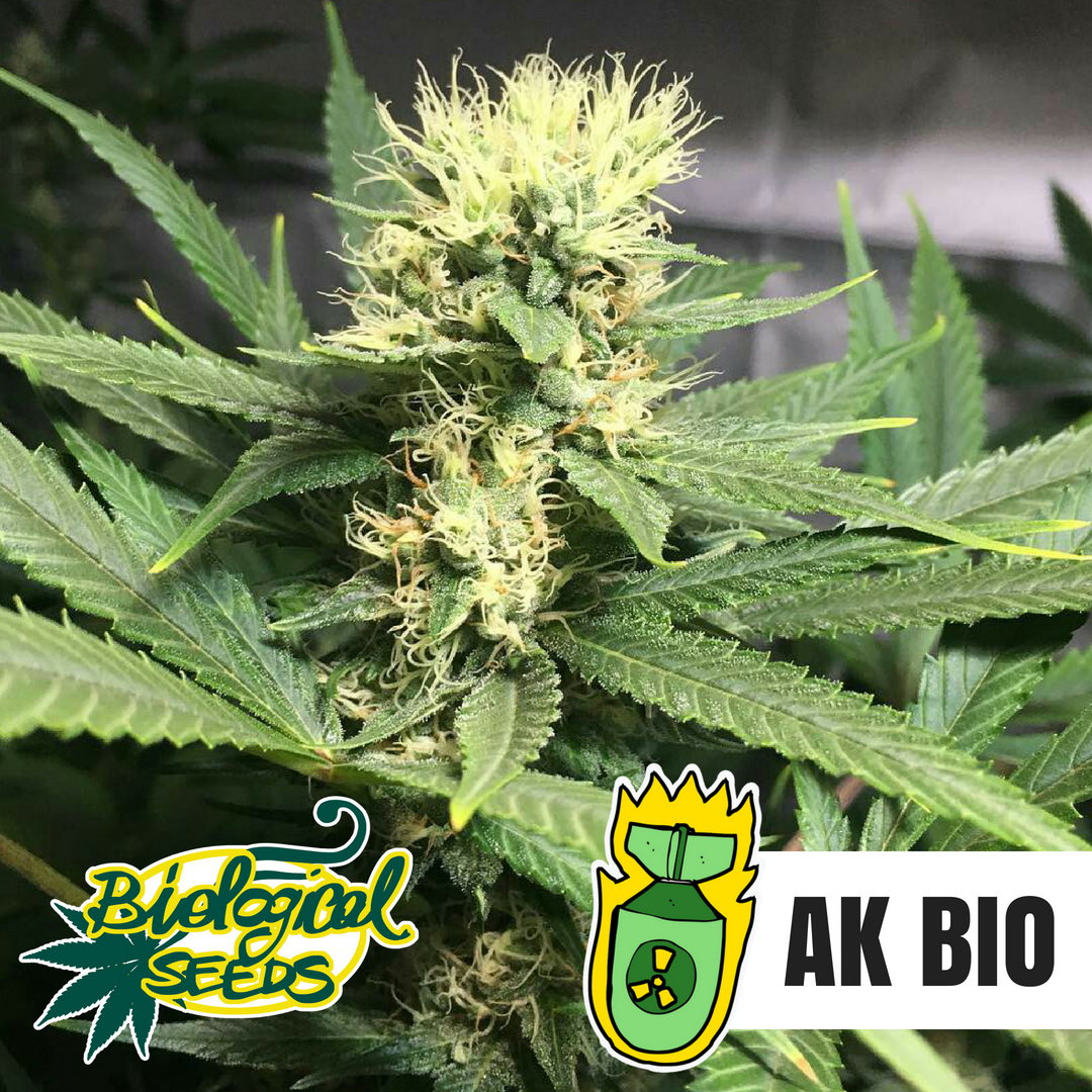 AK-BIO.png