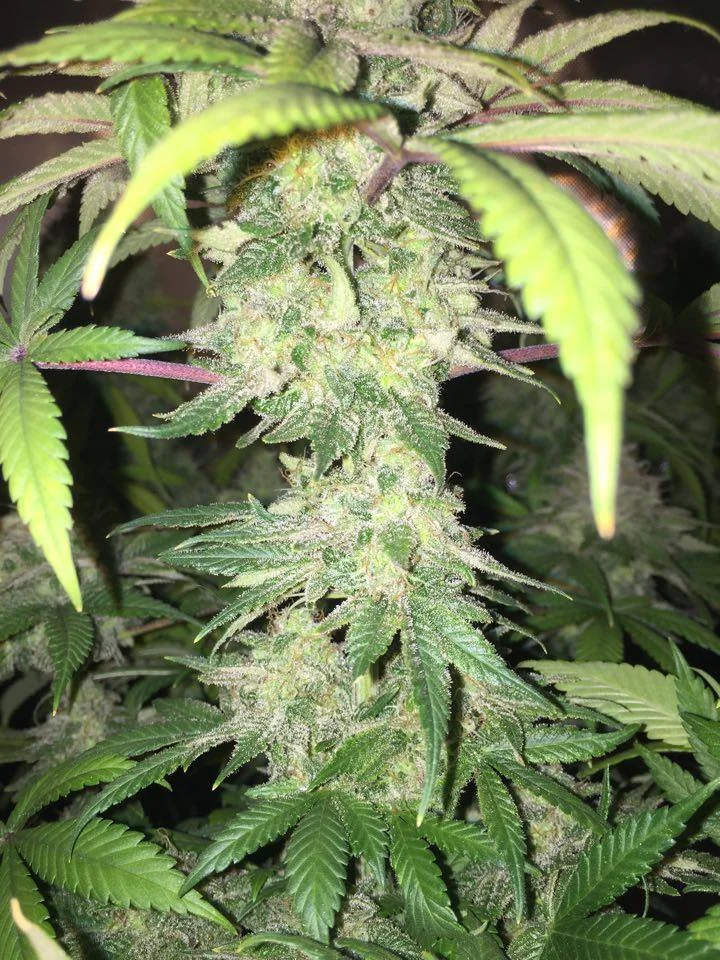 CBD-Yummy1.jpg